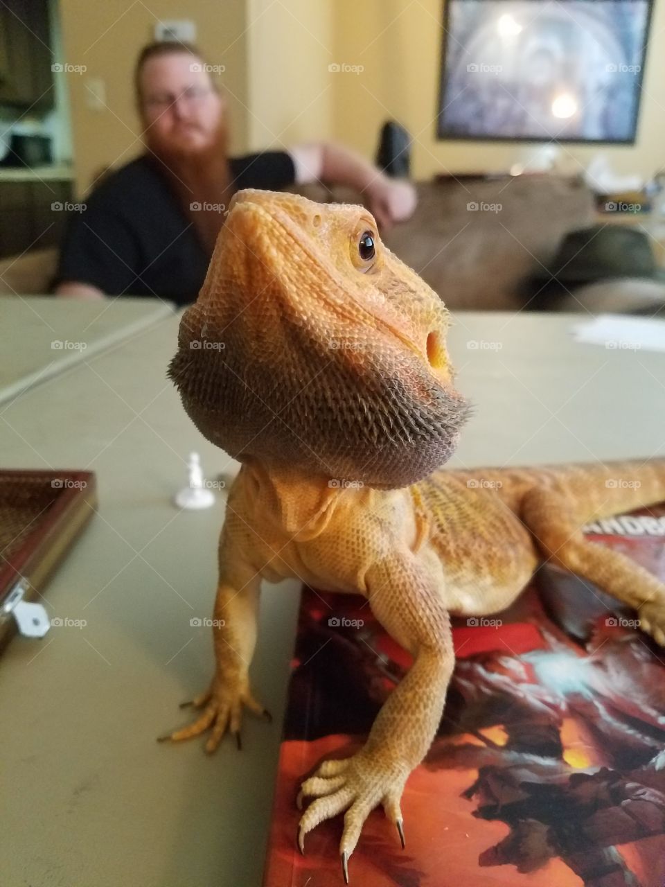 handsome dragon