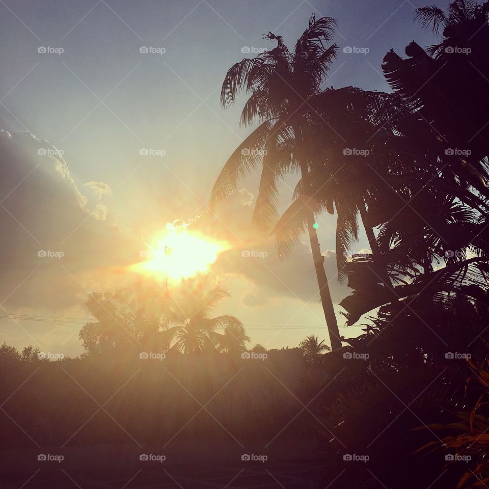 The sun illuminated palm trees on an evening in the Philippines. 