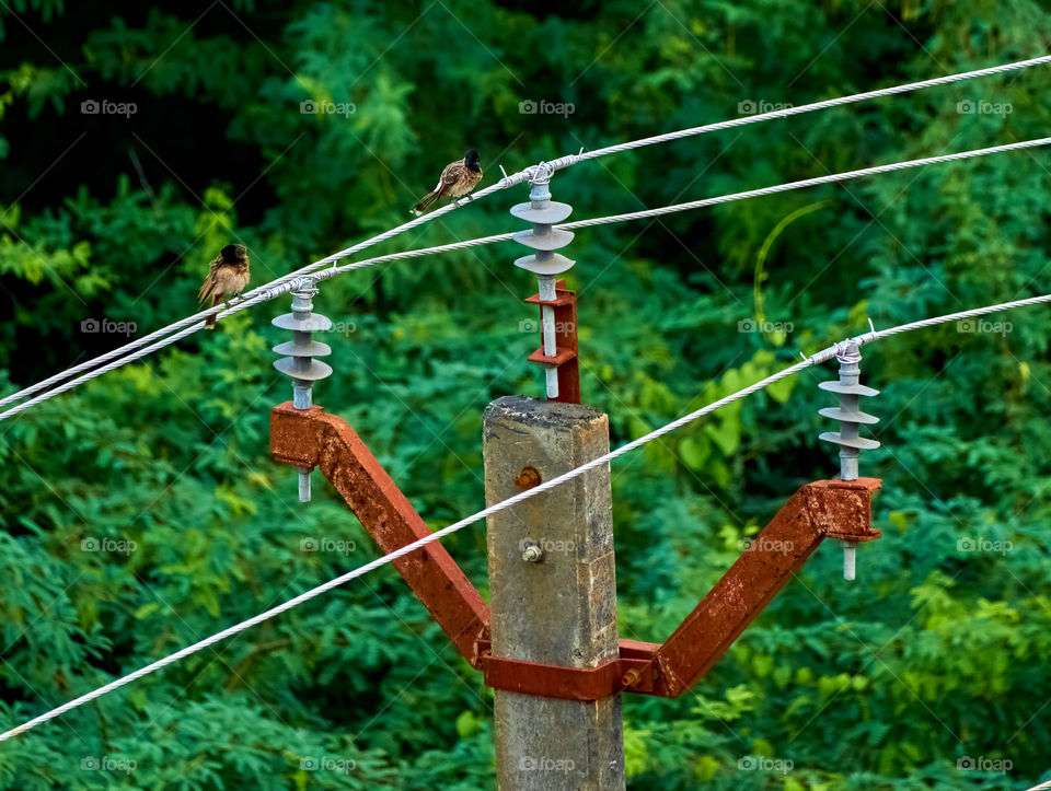 Red vented bulbul - power cable