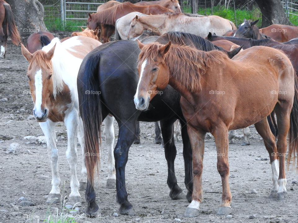 majestic horses 