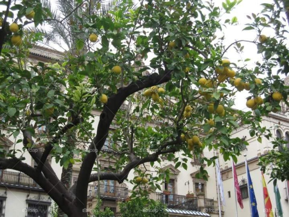 Lemon Tree
