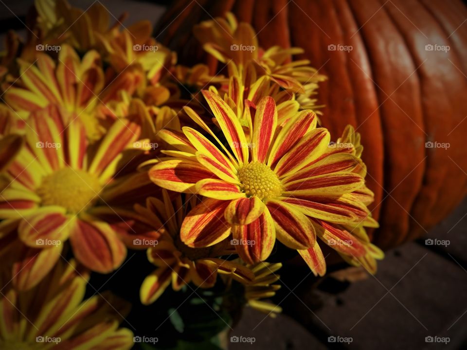 Pumpkin and flowers