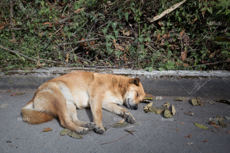 Dog sleeping on the road