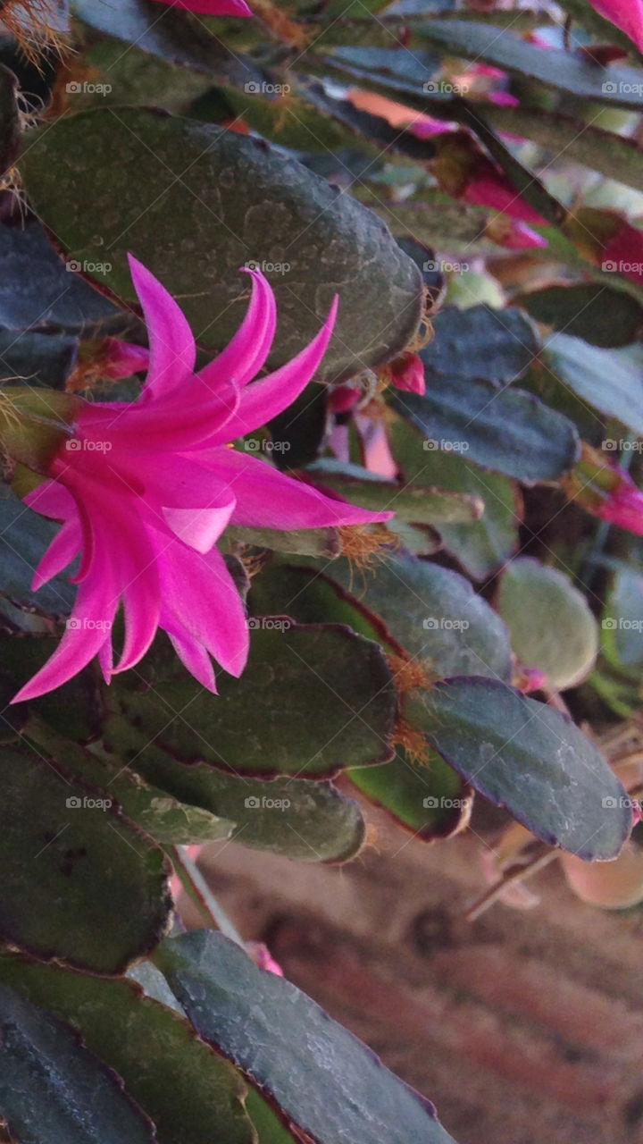 Cactus flowers. Pink flower growing from a cactus 