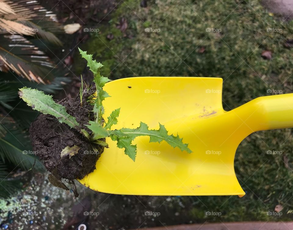 Using A bright yellow shovel in the yard for gardening, planting flowers and pulling the weeds. USA, America 