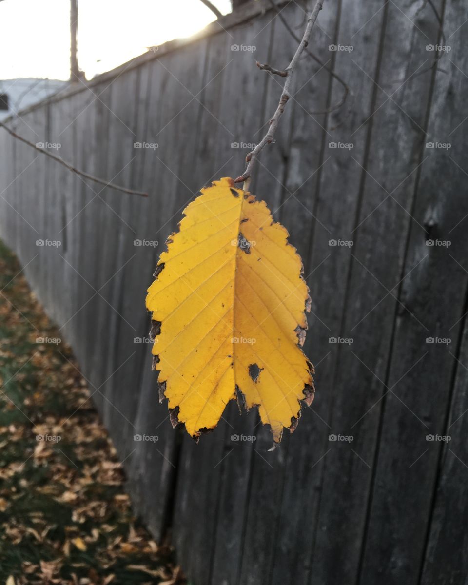 And the last leaf is about to fall 