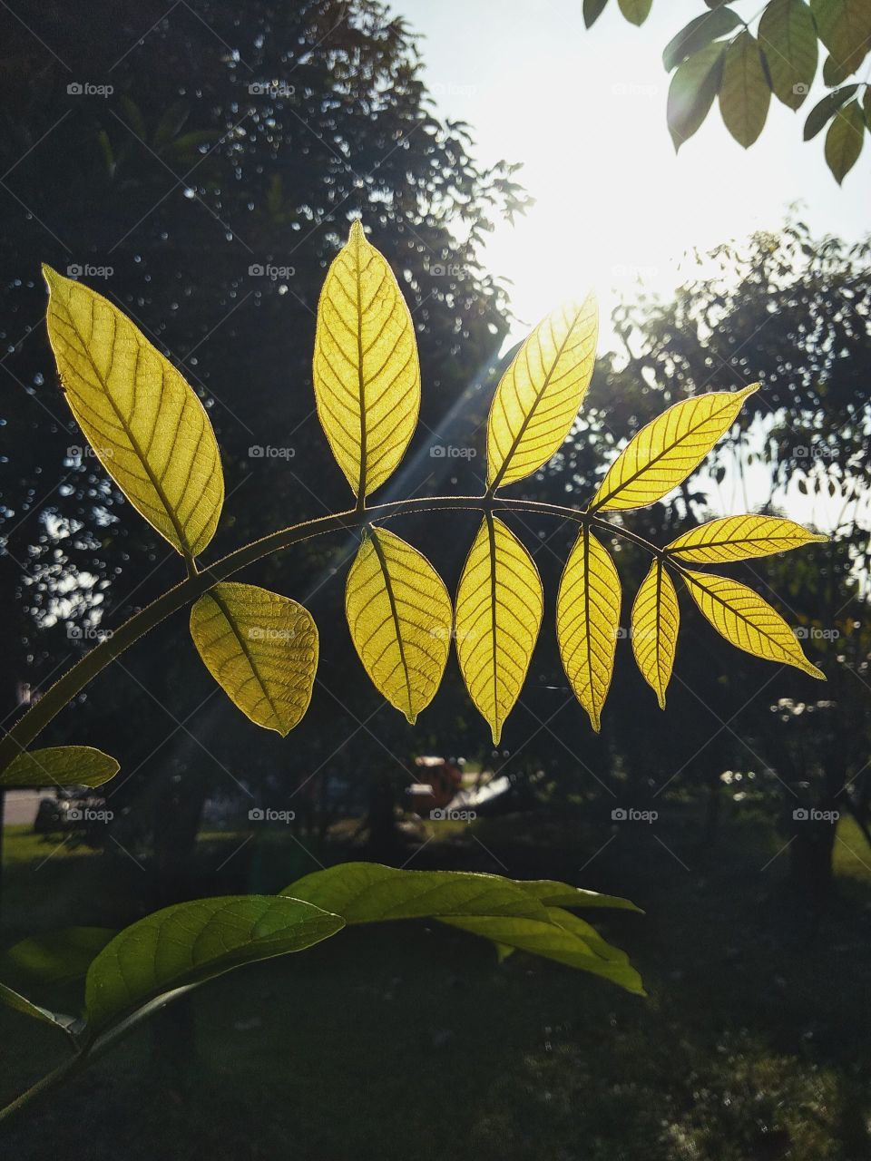 moods of autumn and leaves