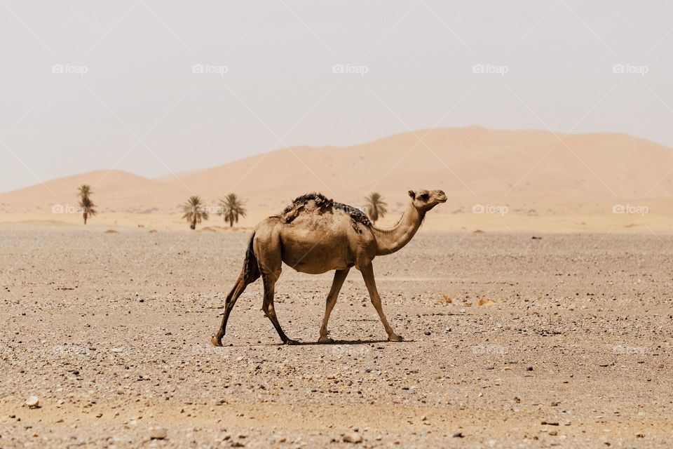 Dromedary in desert