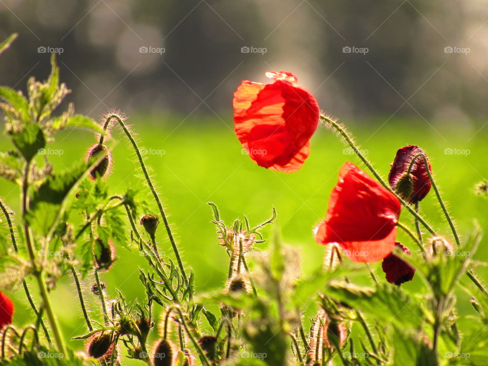 poppies