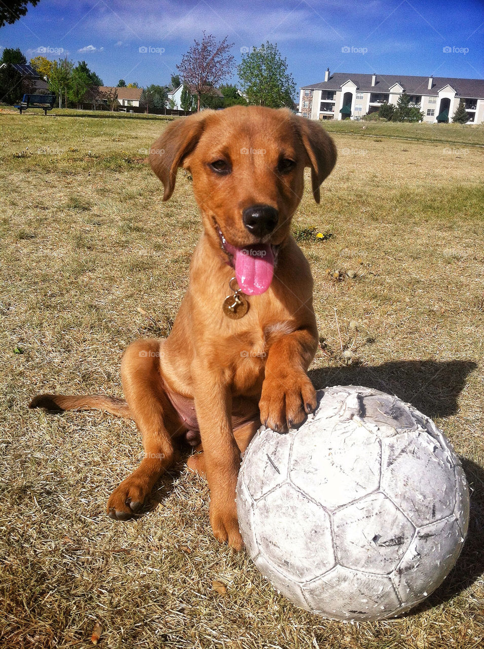 field dog puppy ball by comradewinston