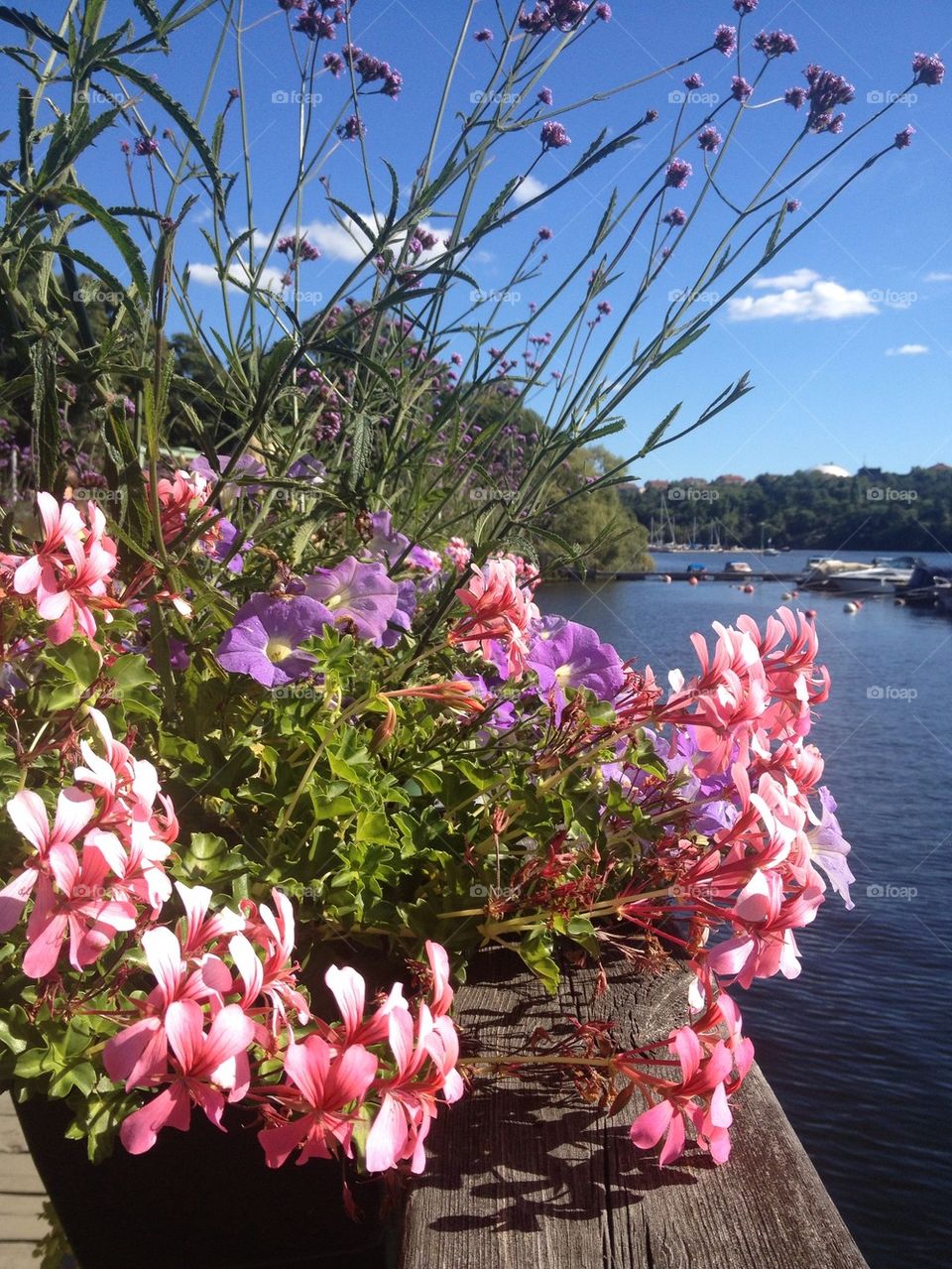 Floral decoration, lake, water, blue sky, Stockholm
