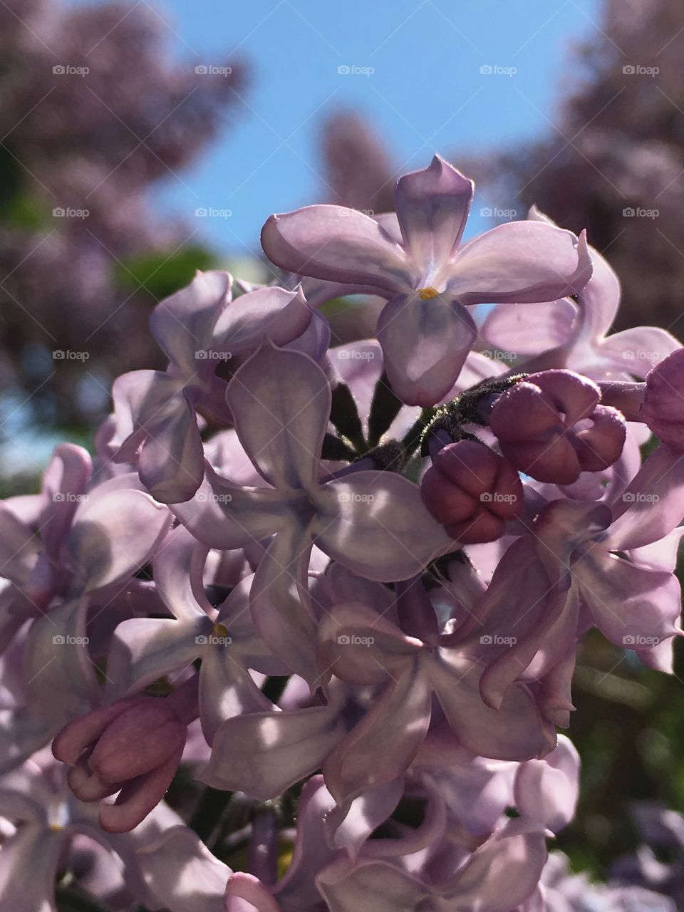 Tree blooming lilacs 