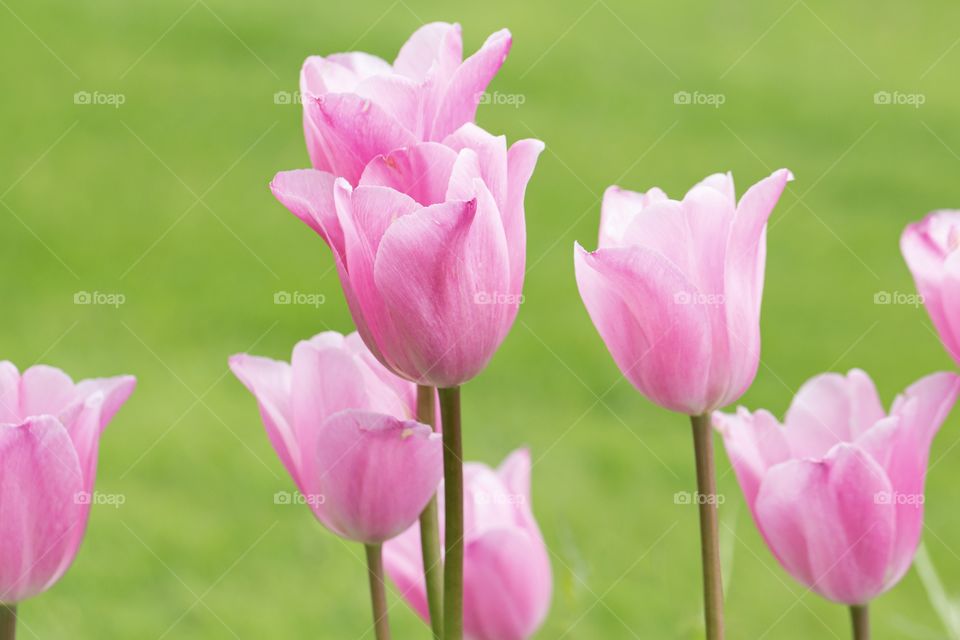 Closeup of pink tulip flowers with green grass in the background 