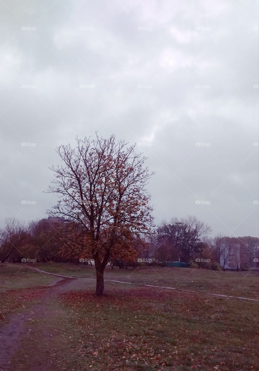 Autumn Tree On The Field Park