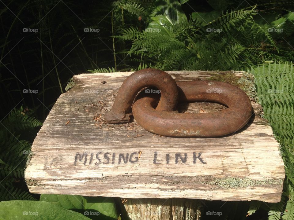 A wooden plank with two rusty iron links on top of a post. On the side of the plank there are two words carved into the side - “ Missing Link”. From a unique little park in the forest on the wondrous West Coast.