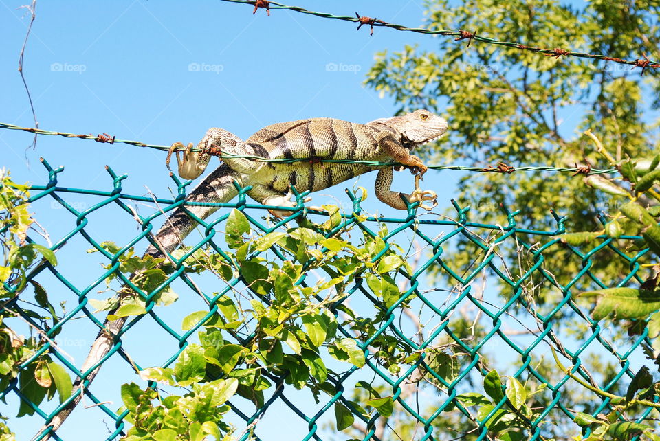 A wild iguana in Florida Keys