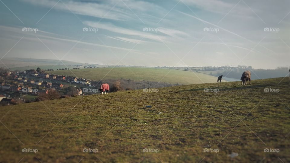 rolling Hills of the South Downs with Horses and house.