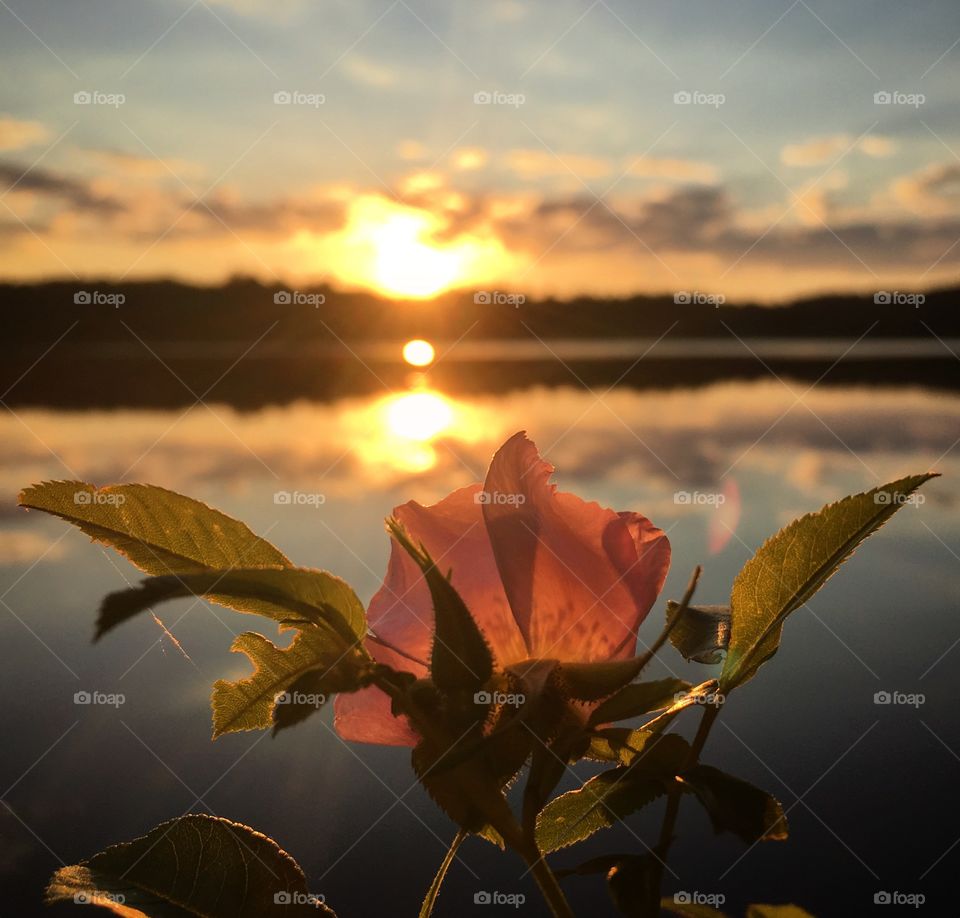 Flowery Rose by the Lakeshore