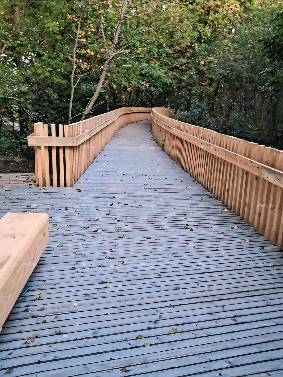 Scenic Wooden Walkway through Forest in Autumn