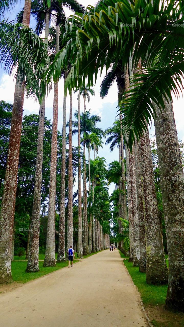 Palm trees in the Botanical Garden of Rio de Janeiro, Brazil