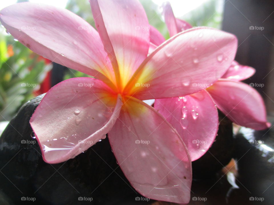 pink flower