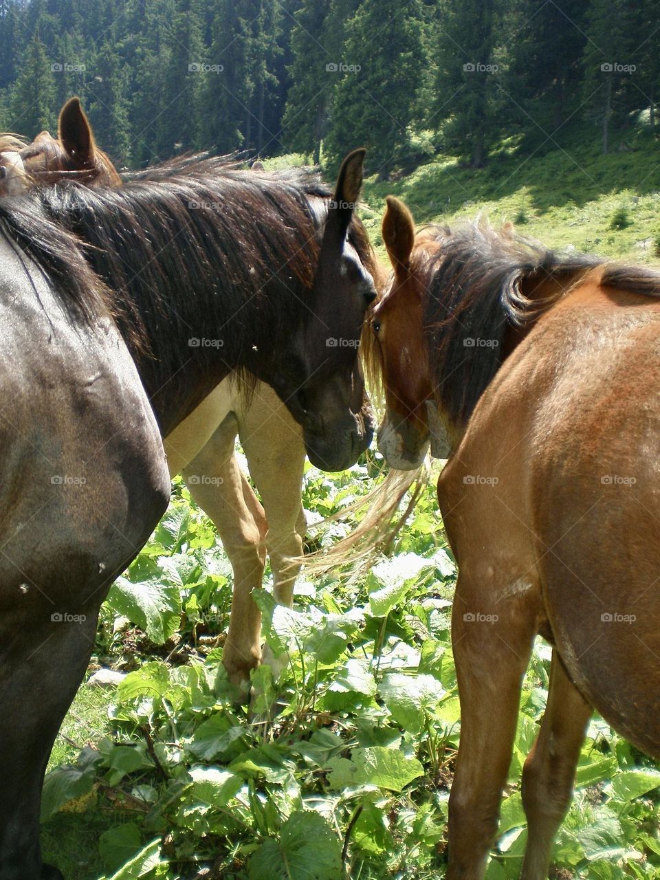 На этой фотографии запечатлен момент нежности и взаимопонимания между двумя лошадьми, склонивши головы друг к другу 