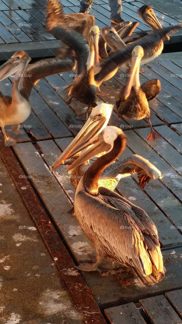 Morning Pelican Gossip. Getting bait for fishing trip