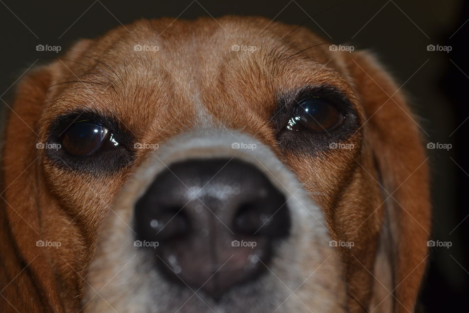 Beagle nose