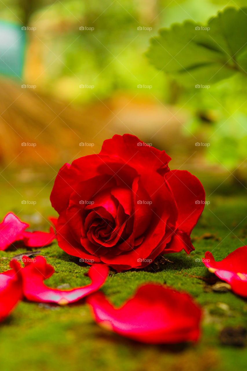 beautiful red colour flower with green background