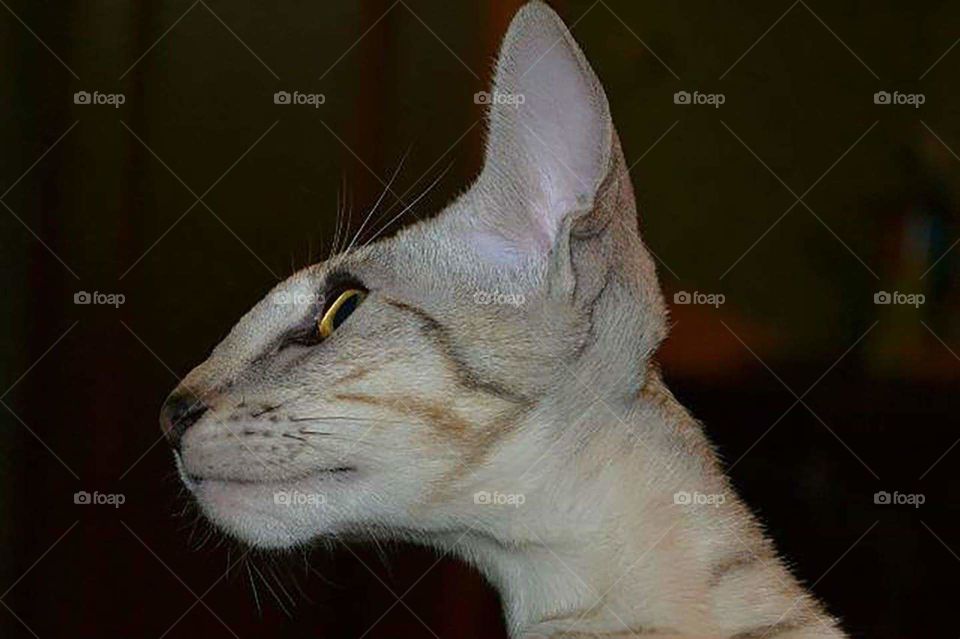 Oriental cat