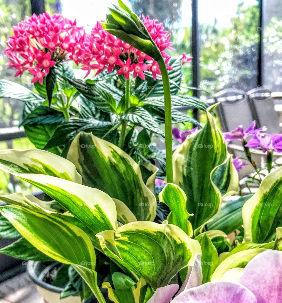 Plants on the porch