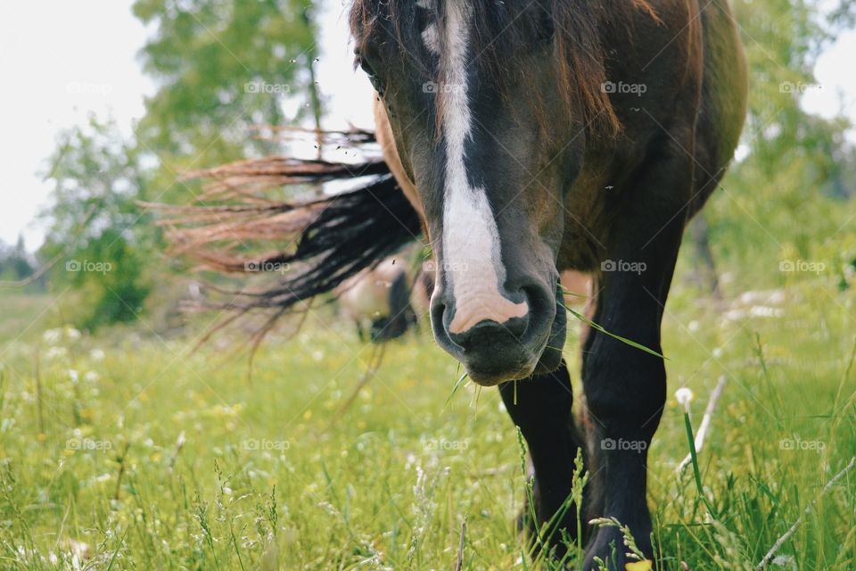 Grass, Nature, Pasture, Rural, Animal