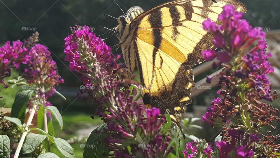 Butterfly, Flower, Nature, Garden, Insect