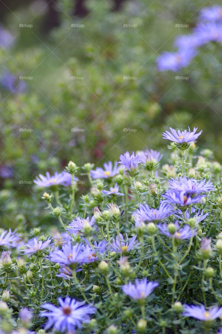 Purple Aster Flowers