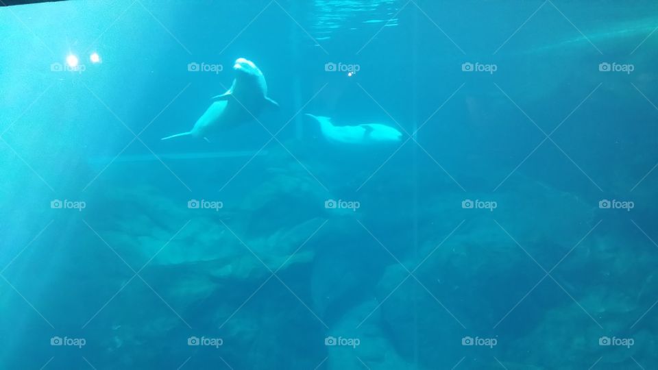 Beluga 