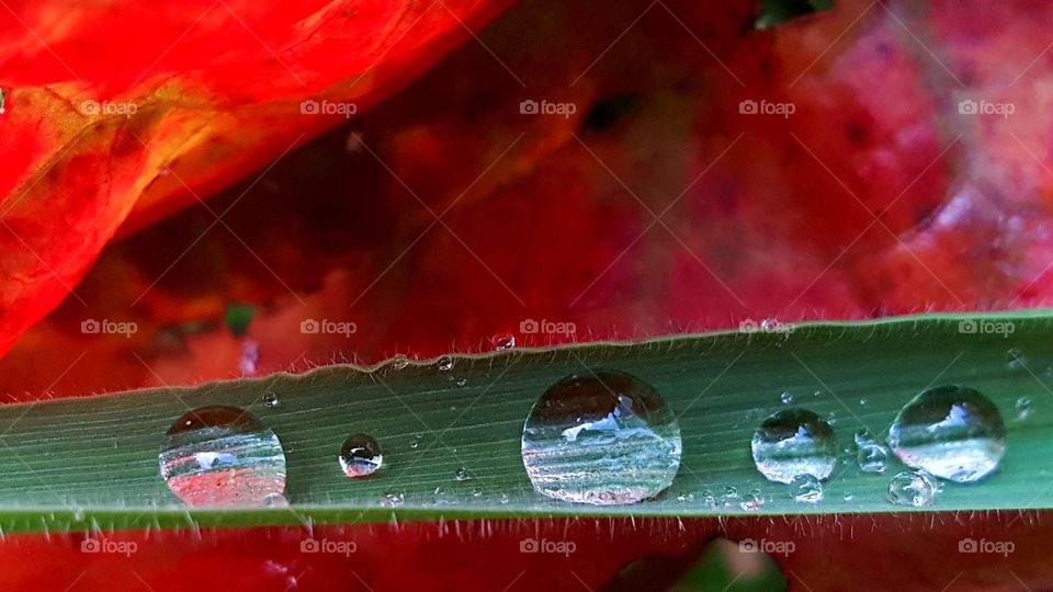 Dewdrops on the blade of grass.