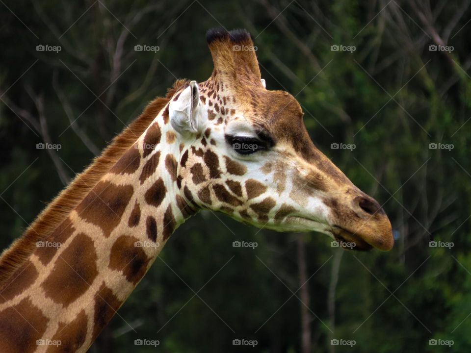 Giraffe patterns