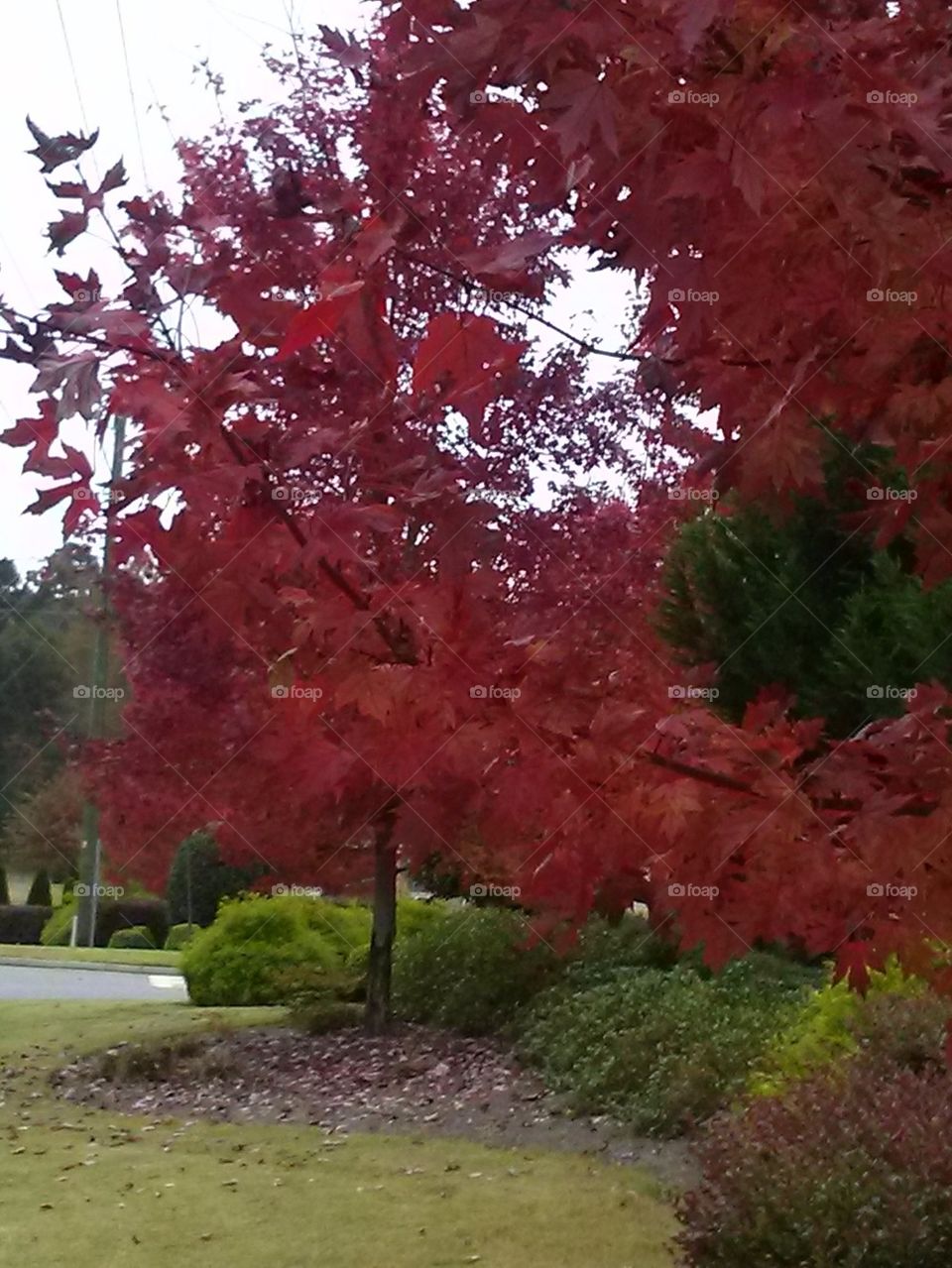 Fall Reds