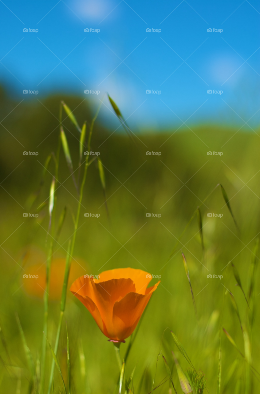 california spring flower macro by stephenkirsh