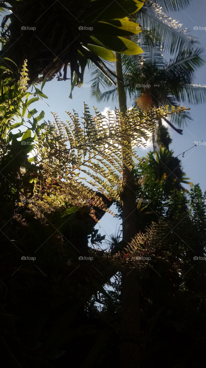 ENVIRONMENT BOTANICAL LANDSCAPE NATURE