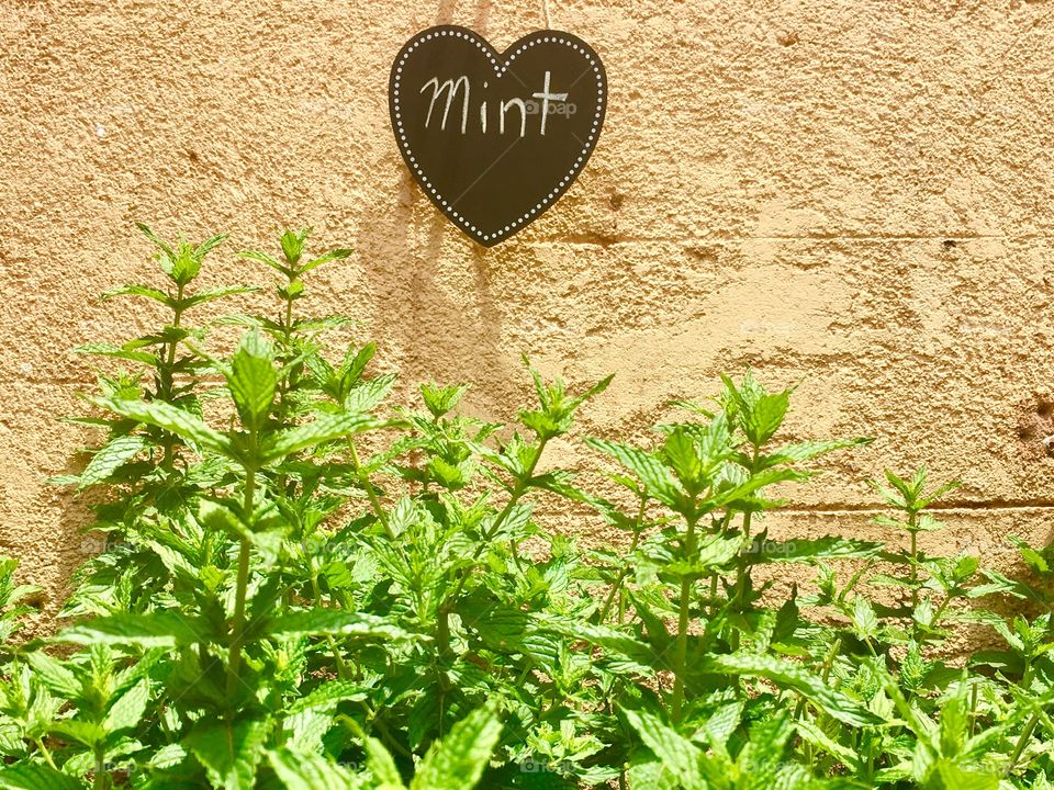 An abundance of Mint (Mentha) plants growing in front of exterior stucco wall with heart-shaped “mint” sign written in white chalk