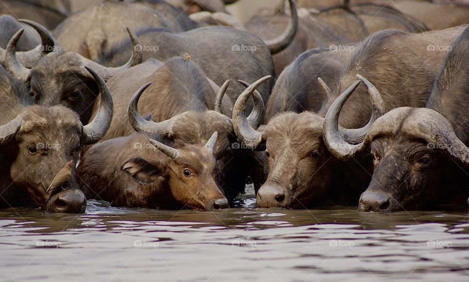 A herd of buffalo drinking at the watering hole 