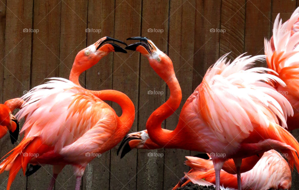 flamingo dance