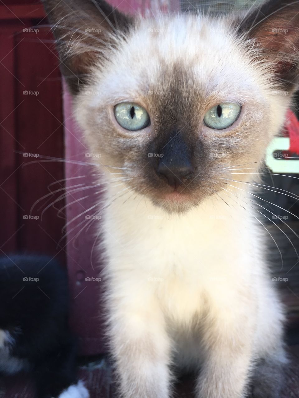 Smoky the Siamese kitten
