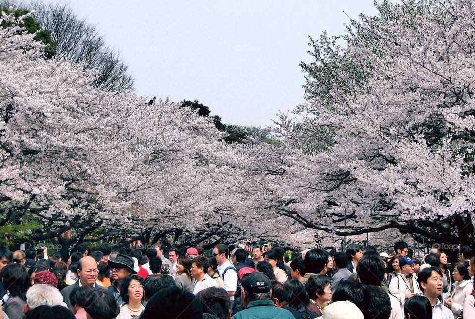 Sakura