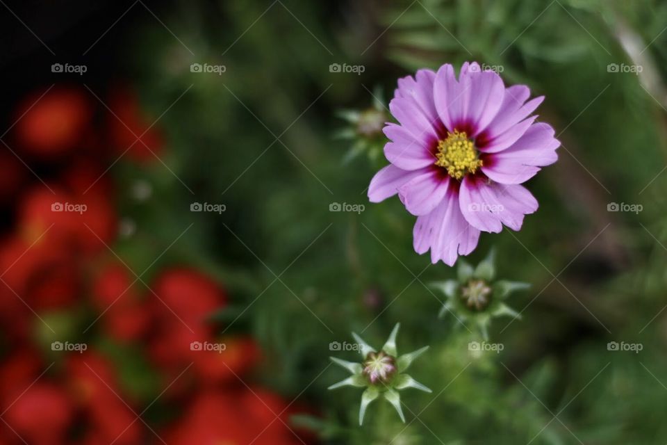 Garden flowers