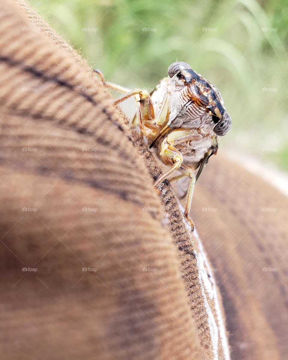 cicada on boys hat