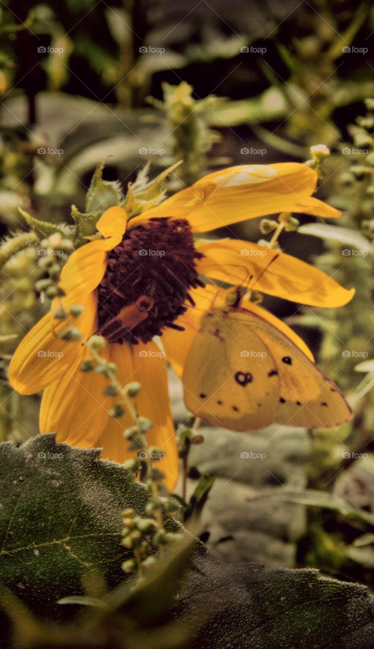 Yellow. I spied a bee and a yellow butterfly both upon a sunflower