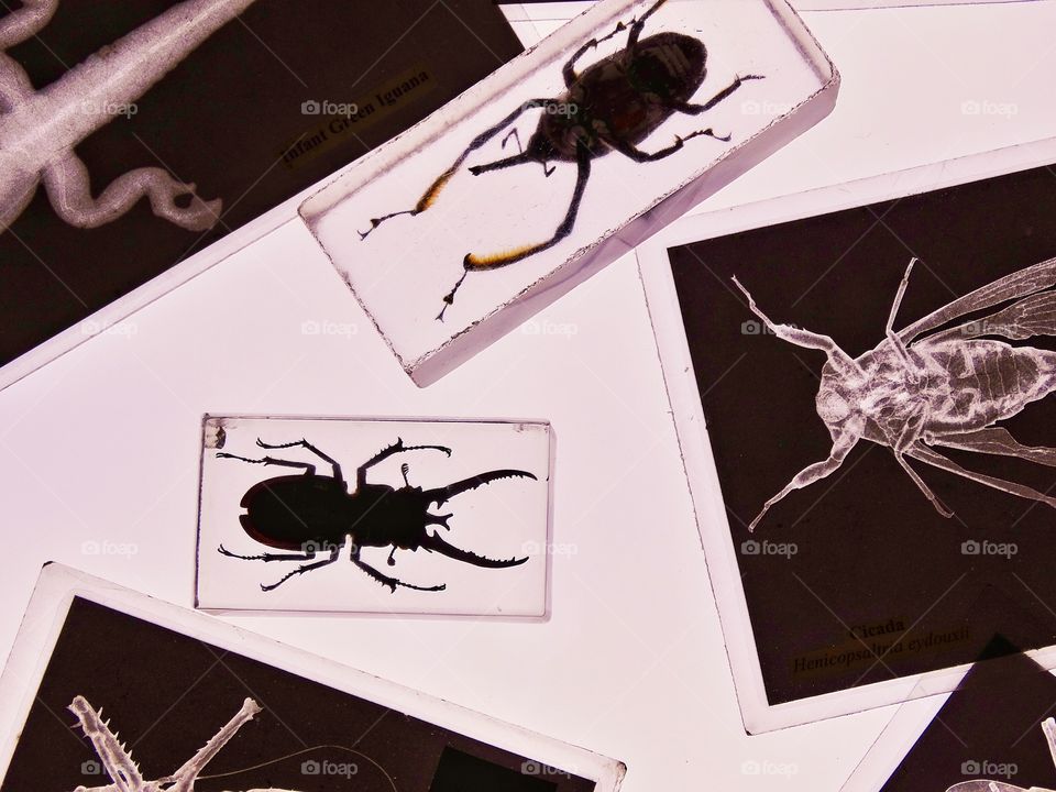 Examining Insect Specimens In A Lab
