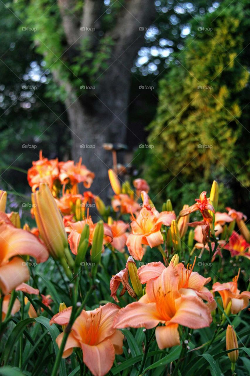 Day Lily garden